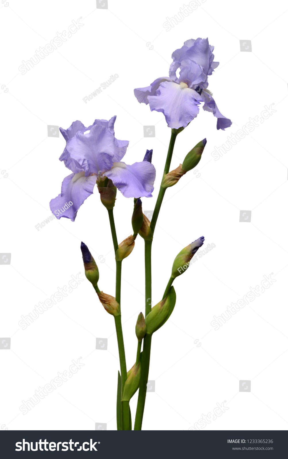 Iris Flowers Bouquet Blue Isolated On Stock Photo 18 ...