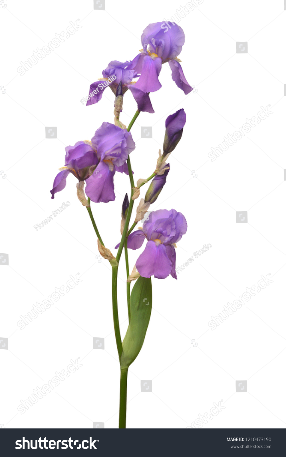 Stem Three Dark Purple Flowers One Stockfoto 18   Shutterstock