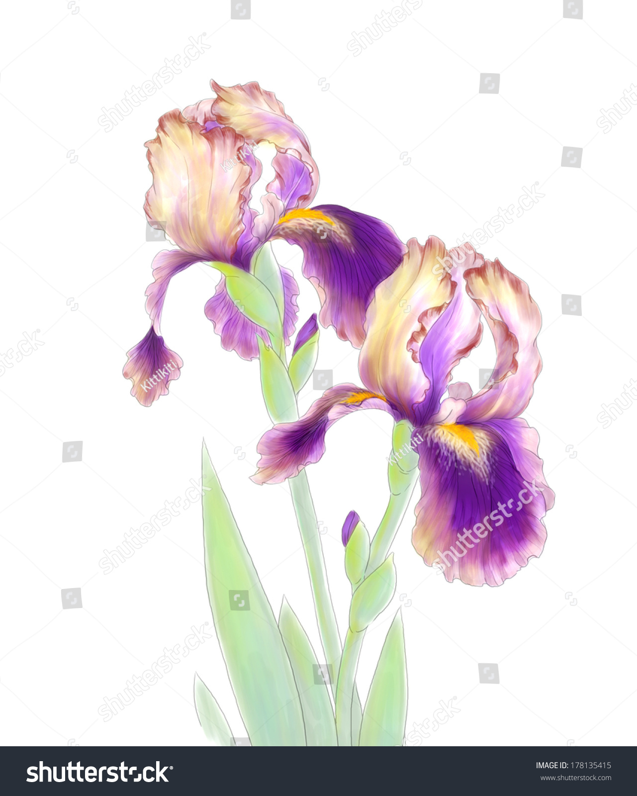 Iris Illustration Stock Illustration 178135415 - Shutterstock