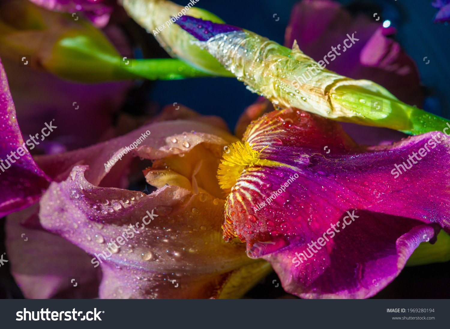 iris-greek-word-rainbow-greeks-rainbow-stock-photo-1969280194