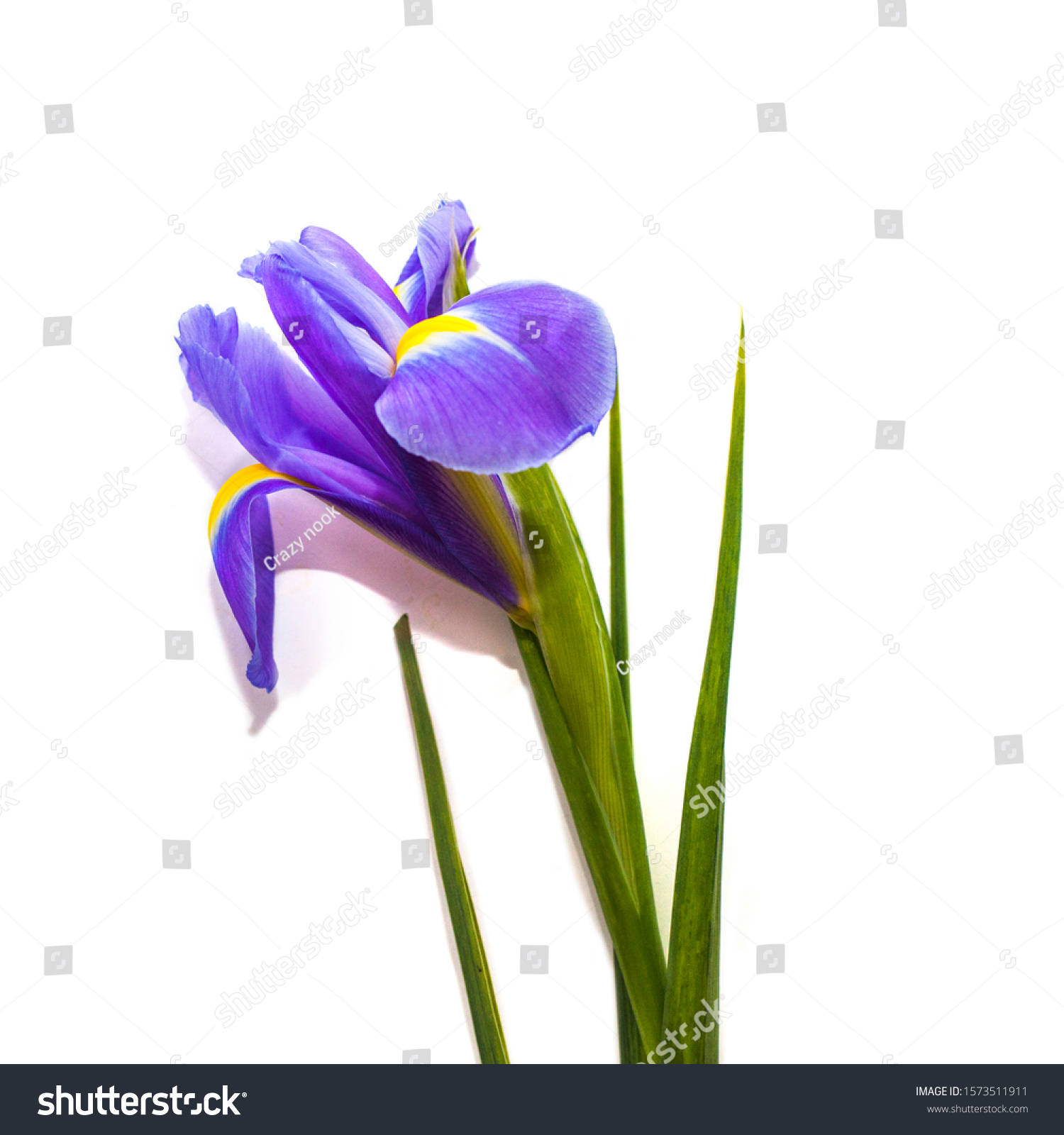 Purple iris on white background Images, Stock Photos & Vectors ...