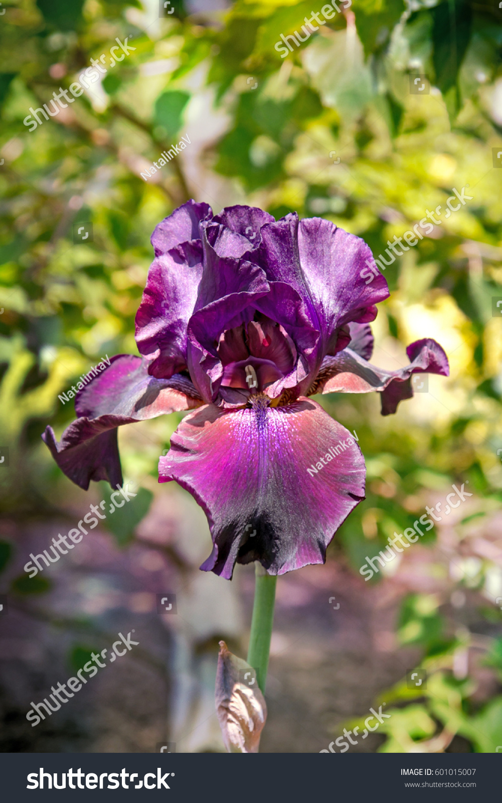 Irises Perennial Rhizome Flowering Plants Family Stock Photo (Edit Now