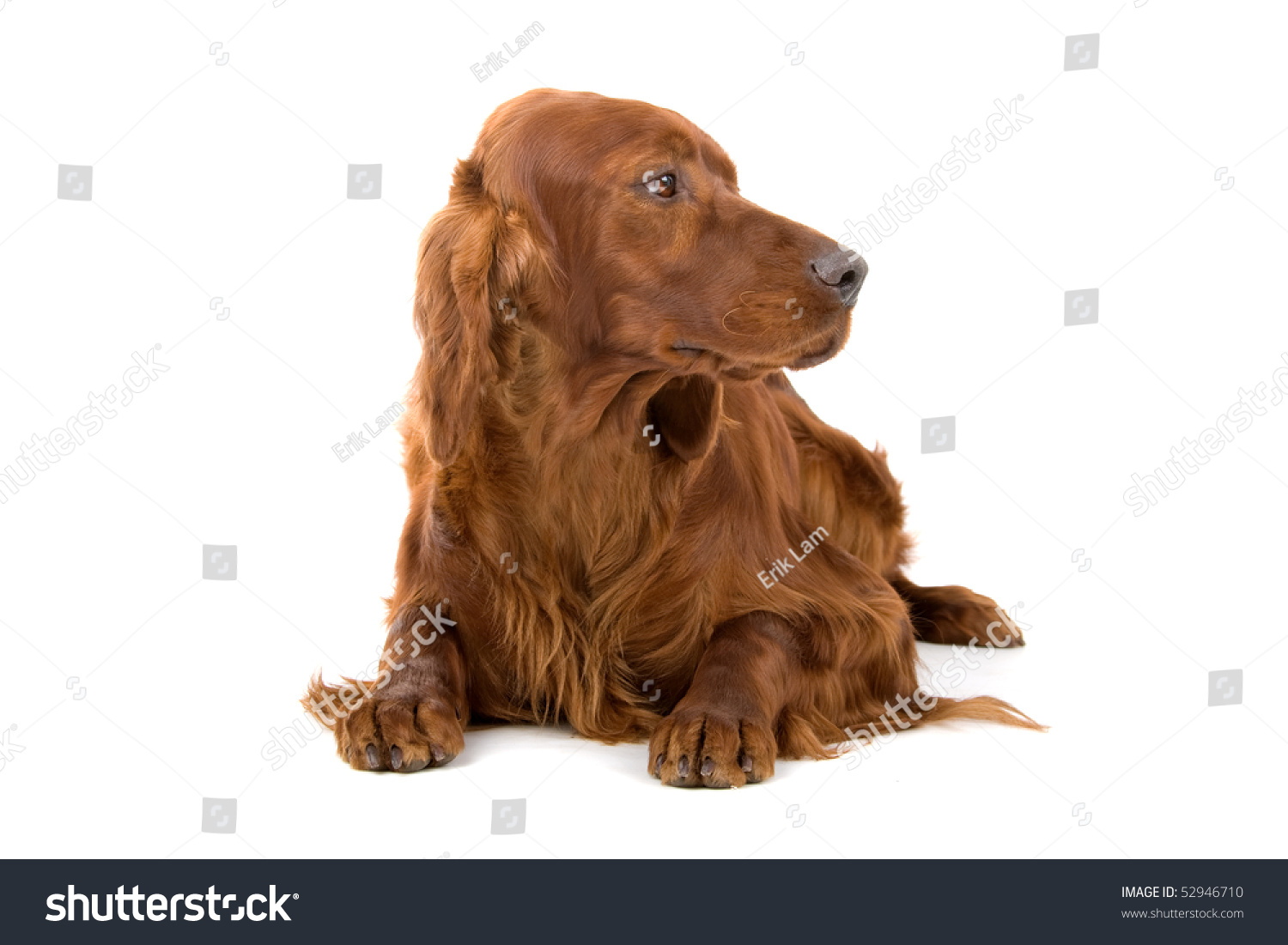 irish setter 3888