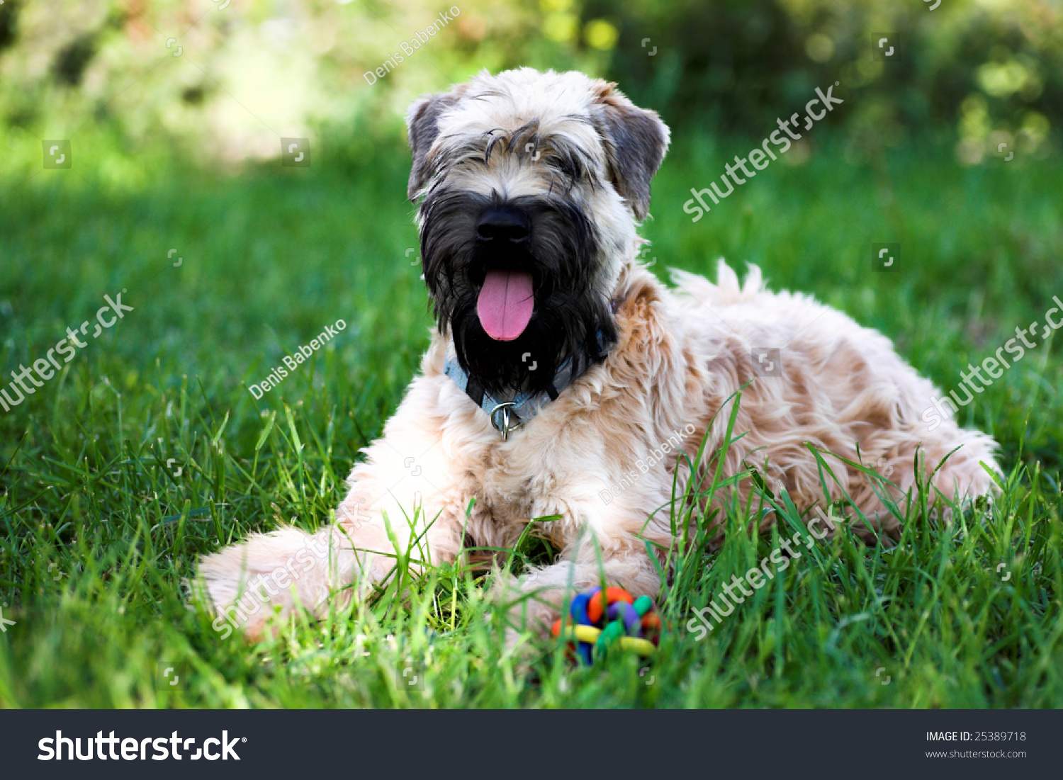 Irish Soft Coated Wheaten Terrier Lay Stock Photo 25389718
