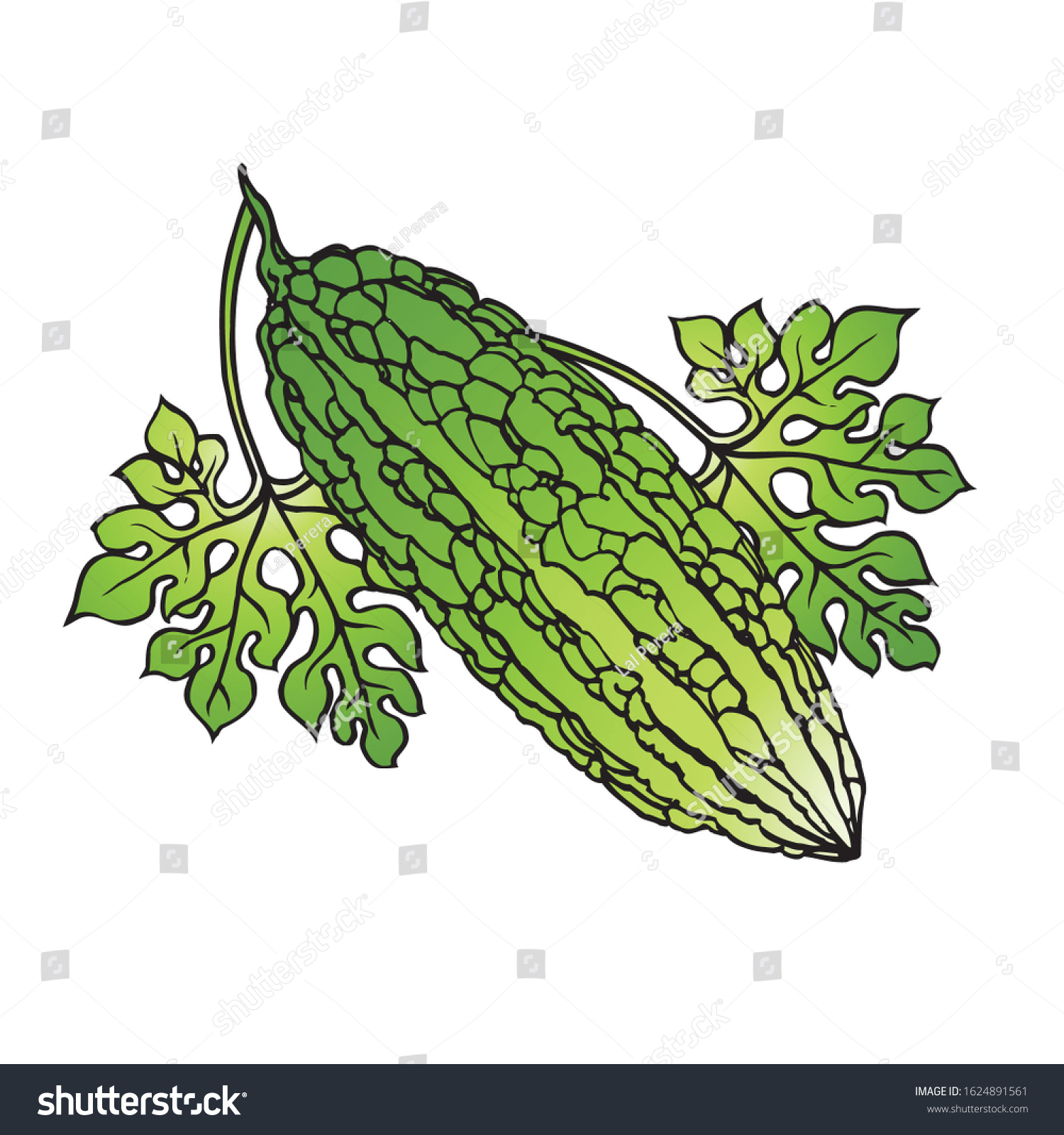 Isolated Bitter Gourd Drawing Leaves Stock Illustration 1624891561