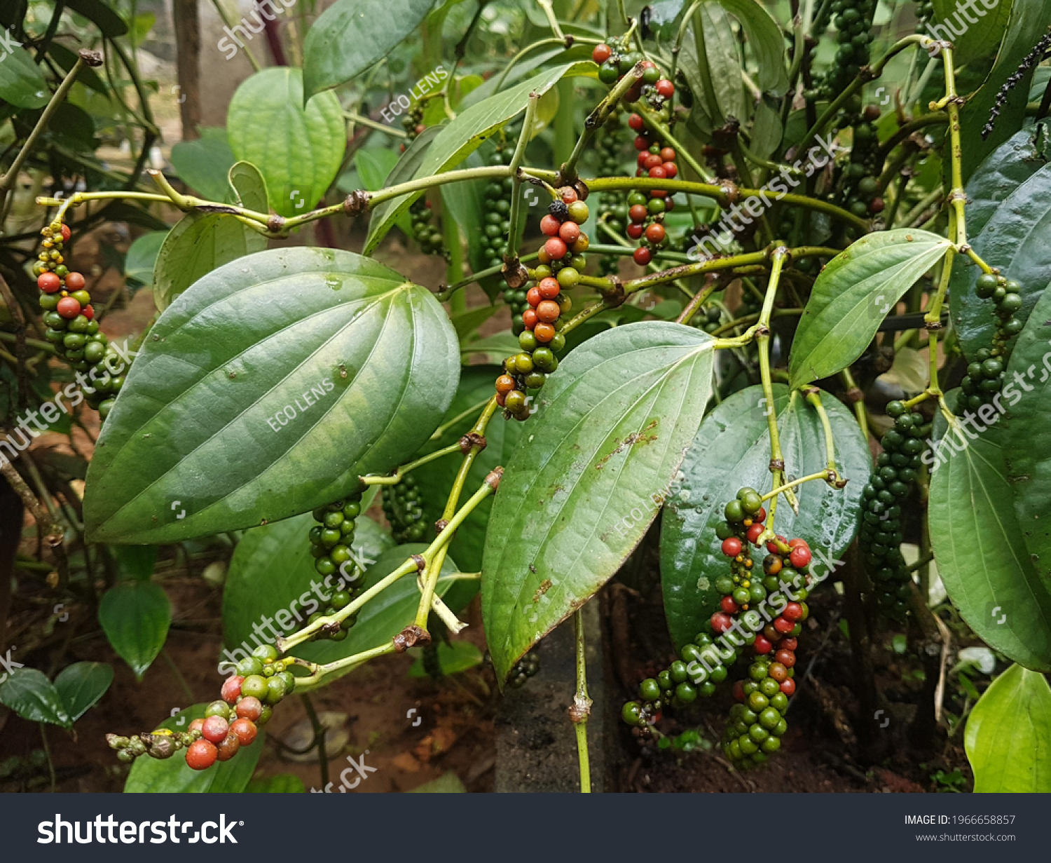 Isolated Black Pepper Plant Pepper Growing Stock Photo (Edit Now ...