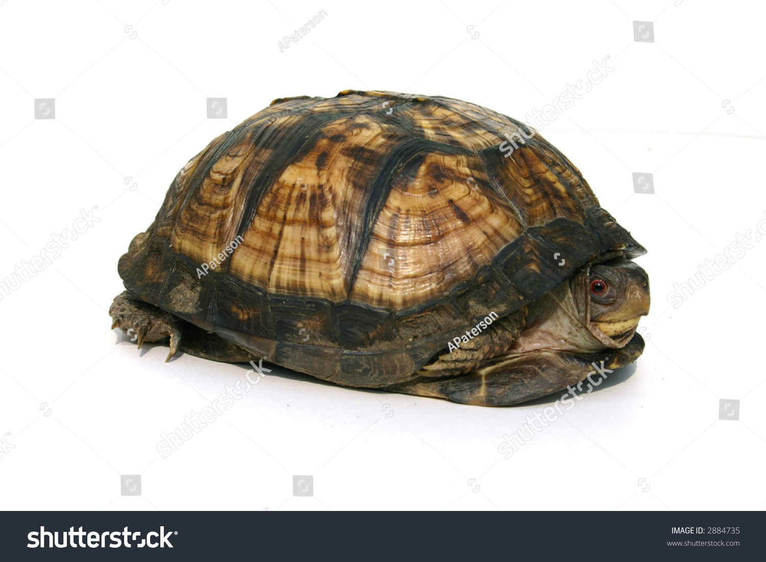 Isolated Box Turtle Hiding In Shell Stock Photo 2884735 : Shutterstock