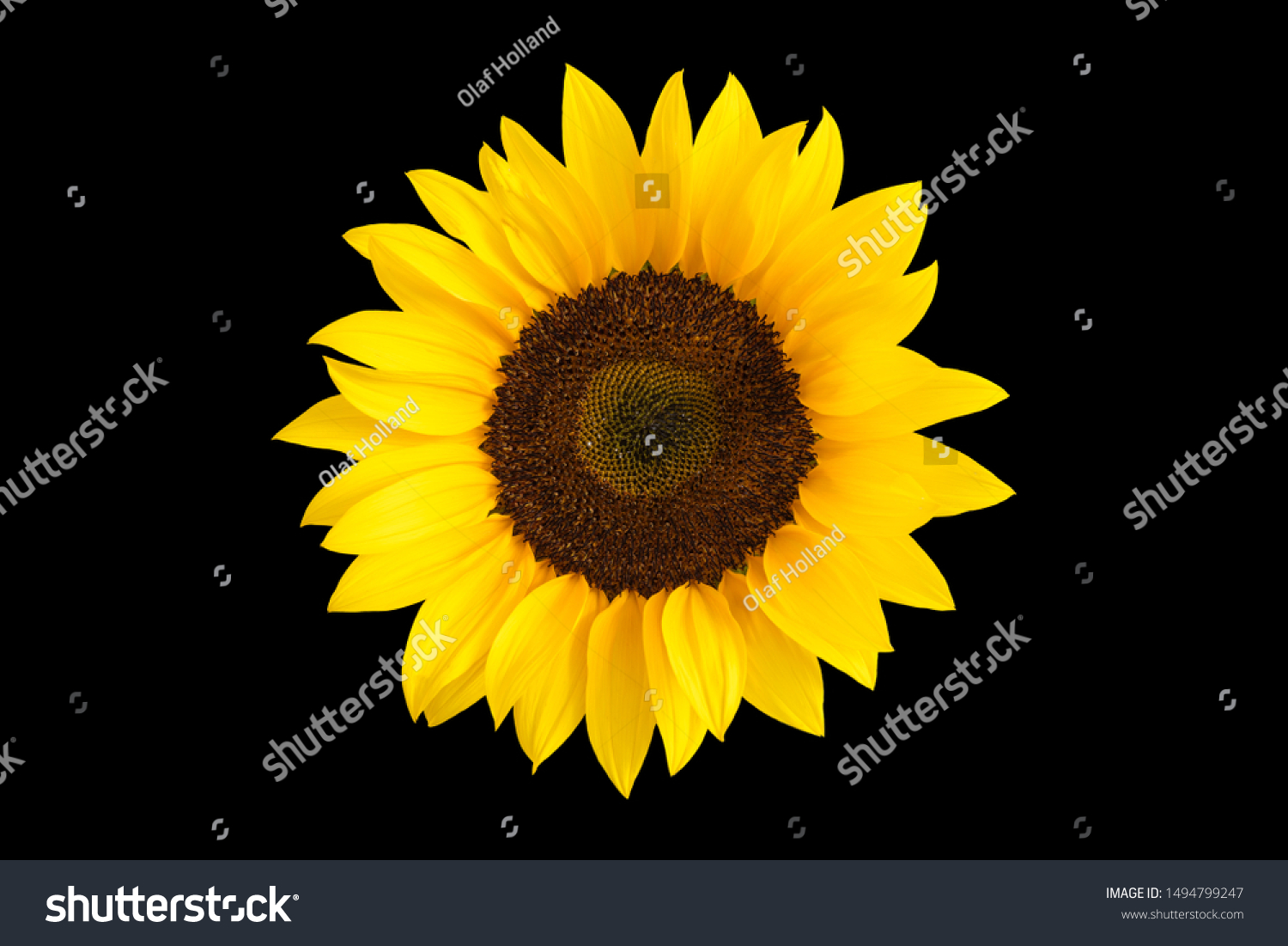 44 380 Sunflower On Black Background 图片、库存照片和矢量图 Shutterstock