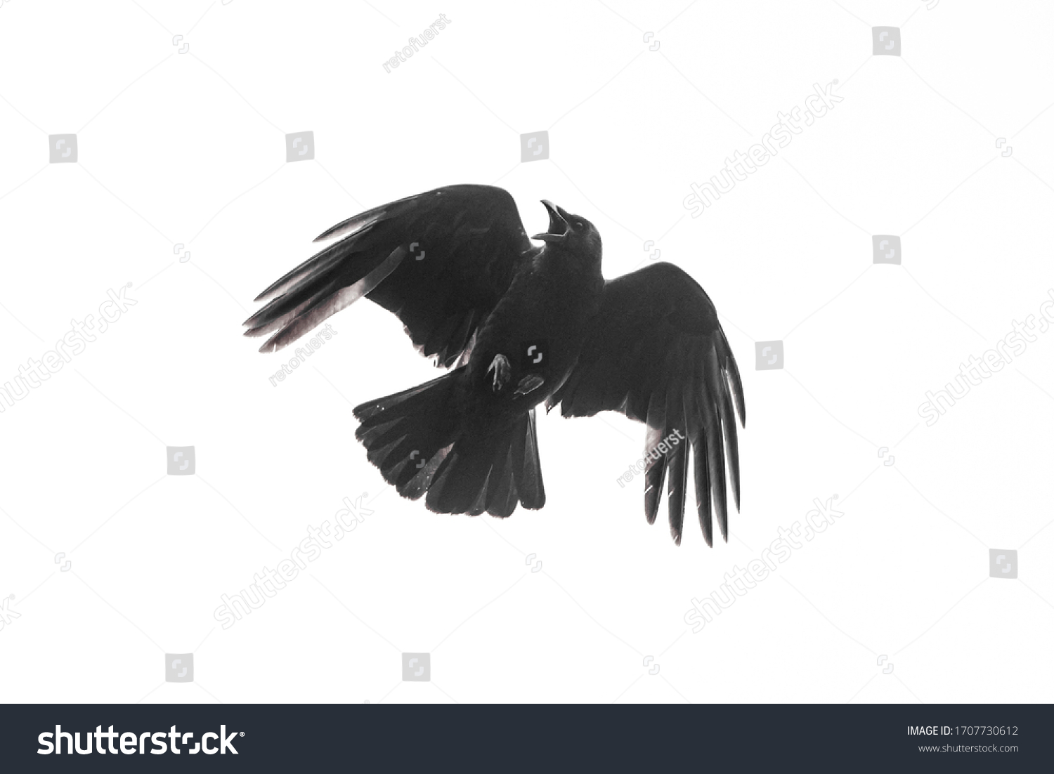 18,807 Evil Birds Images, Stock Photos & Vectors 