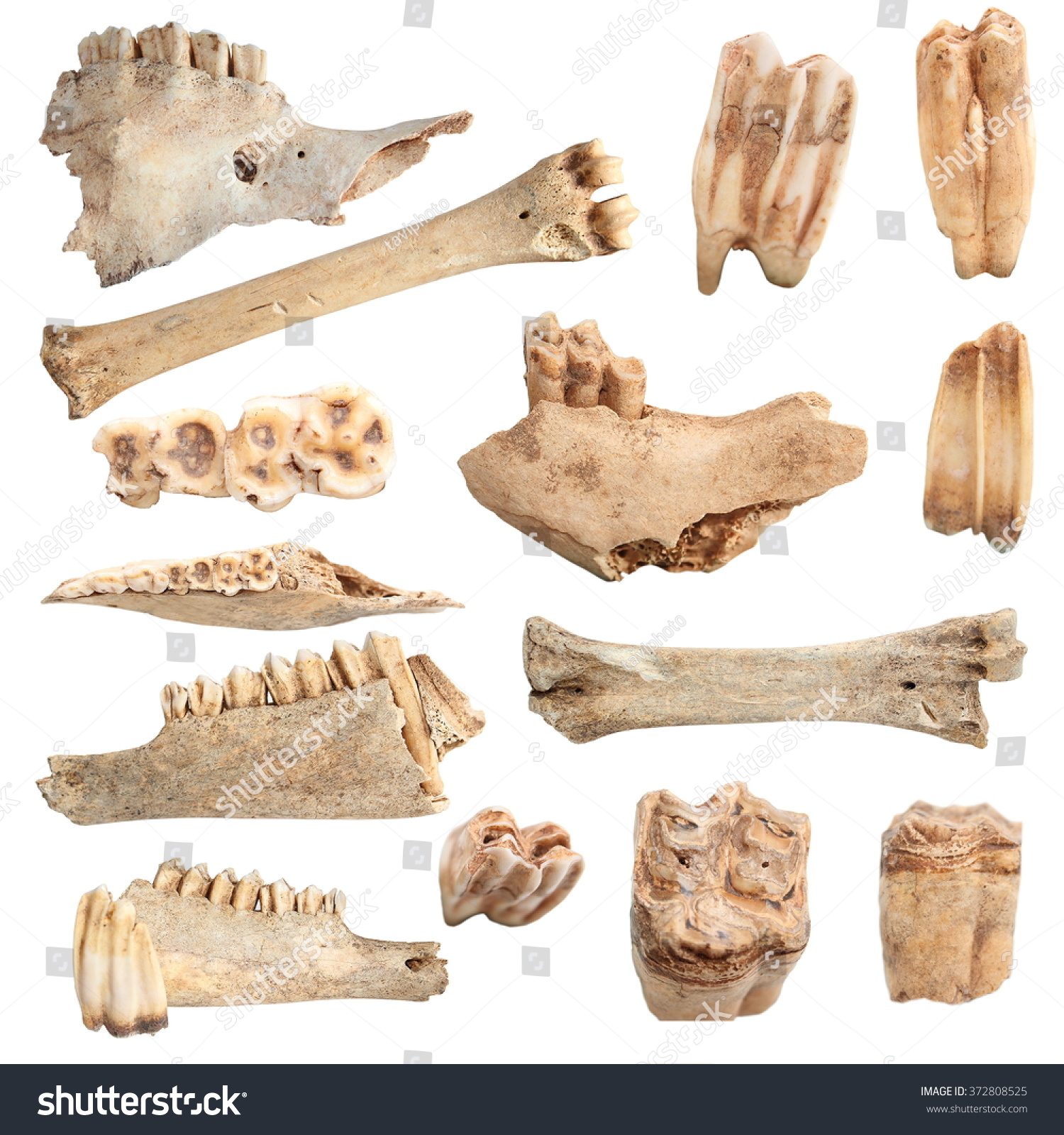 Isolated Collection Different Animal Bones Over foto stock 372808525