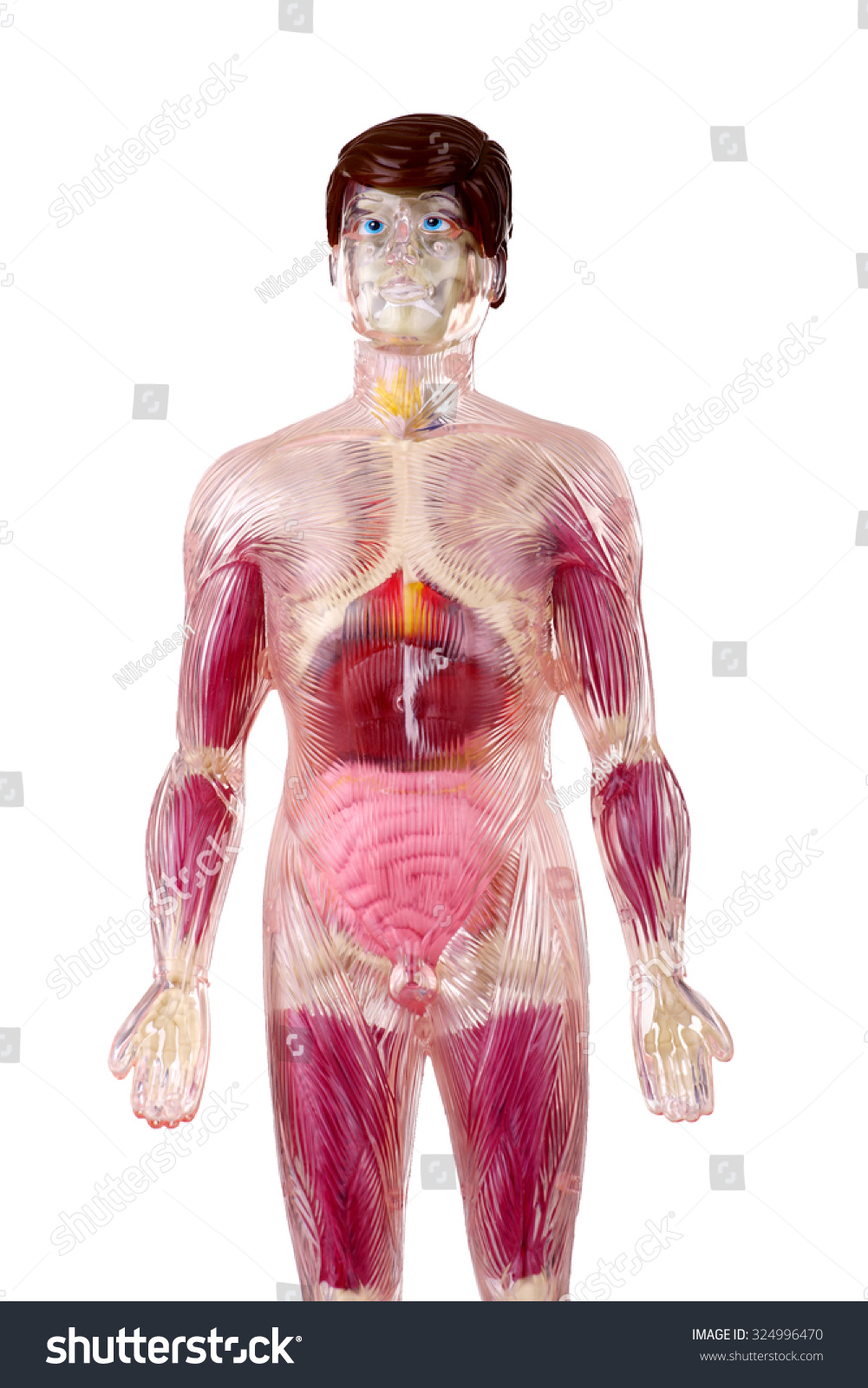 human body anatomy model toy