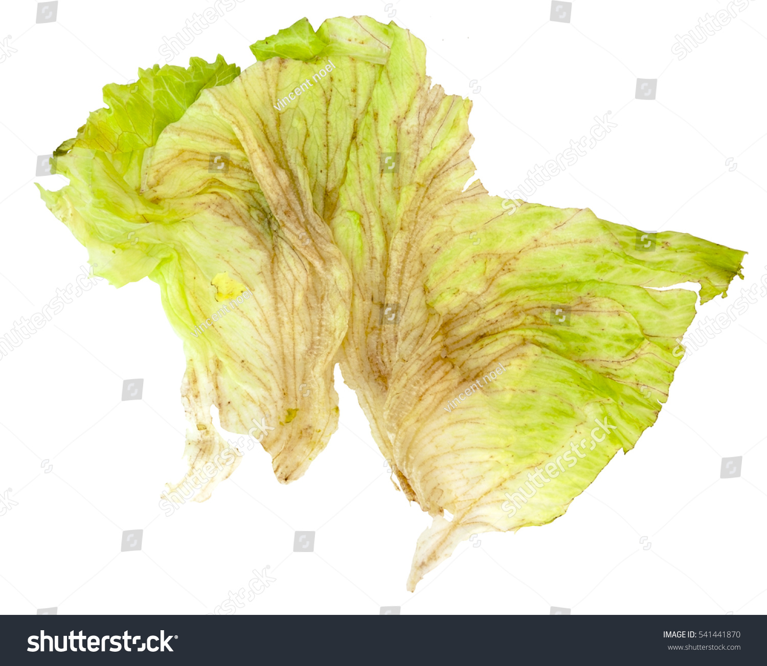 Iceberg Lettuce 中文萵苣 Xirafs