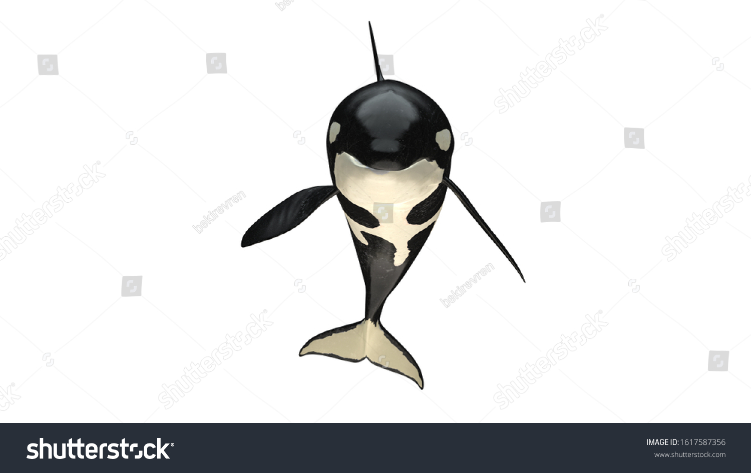 Isolated Killer Whale Orca Close Mouth Stock Illustration 1617587356 ...