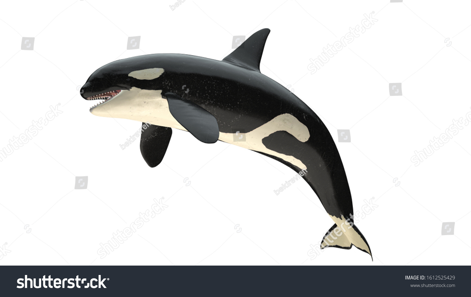 Isolated Killer Whale Orca Close Mouth Stock Illustration 1612525429