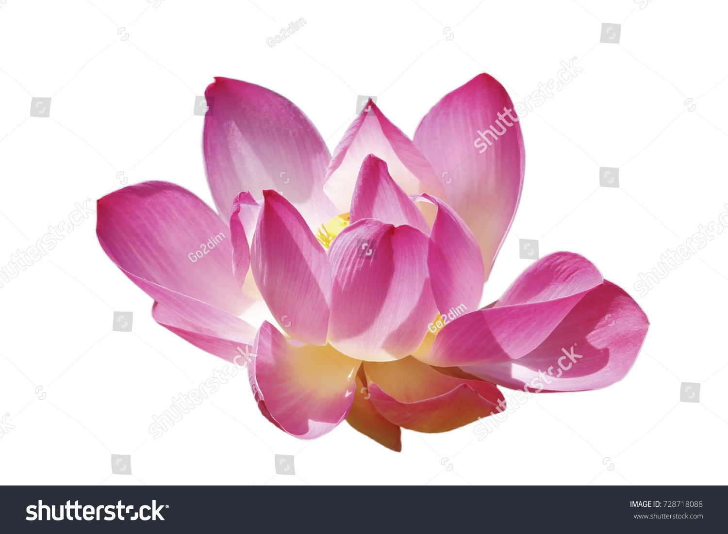 Isolated Large Lotus Flower Stock Photo (Edit Now) 728718088