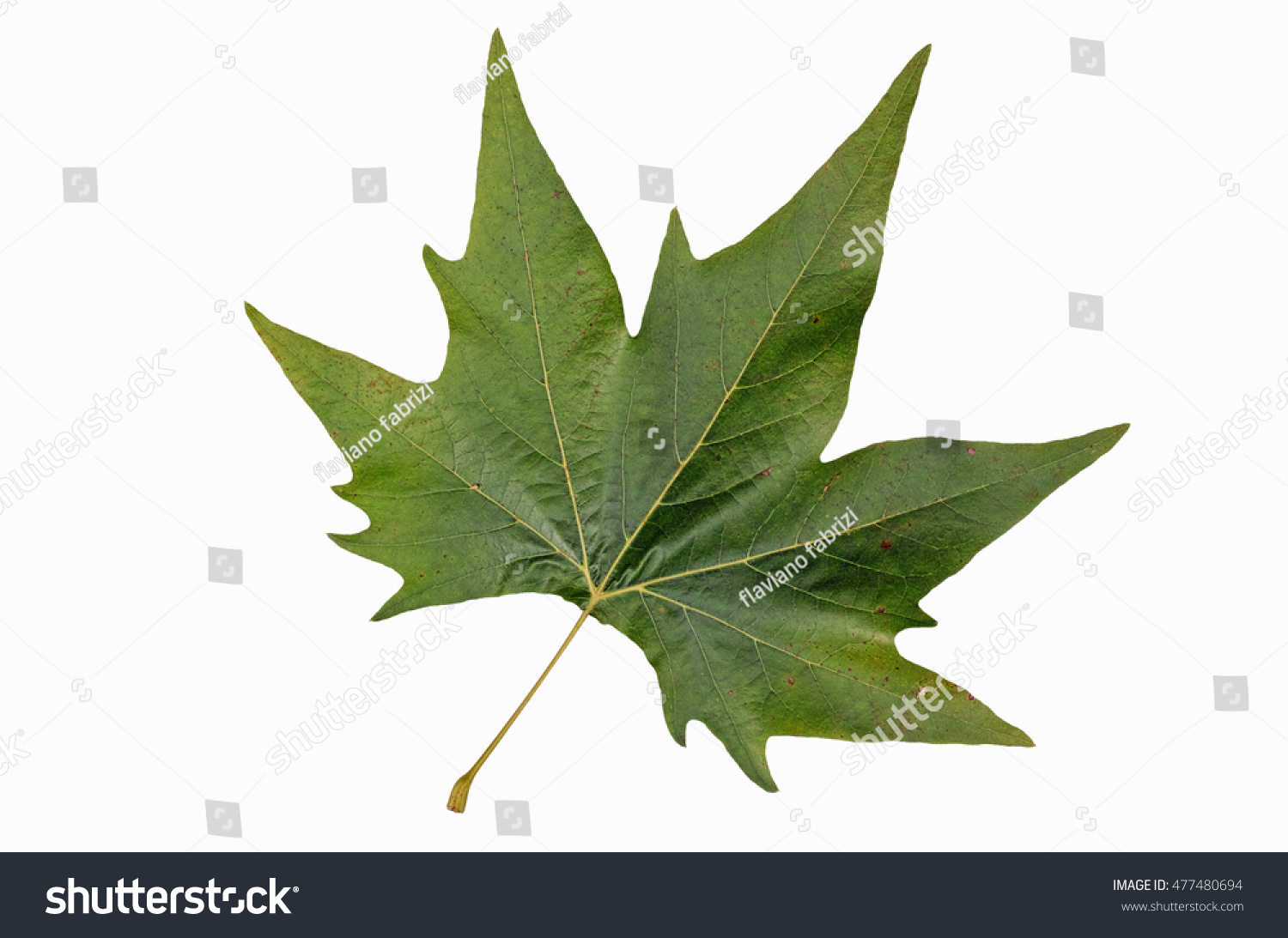 4,273 Palmate leaves Images, Stock Photos & Vectors | Shutterstock