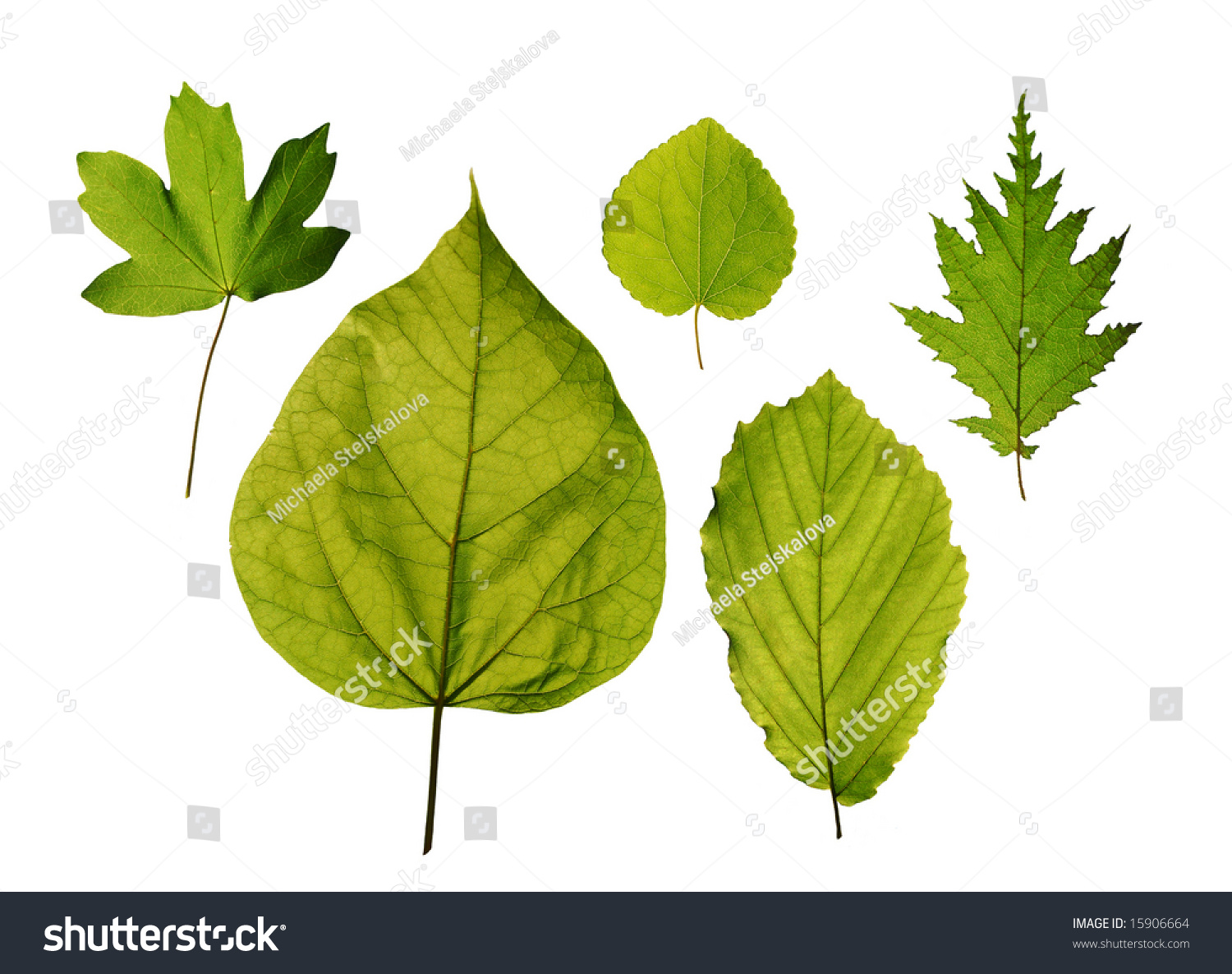 Isolated Leaves Trees Hedge Maple Katsura Stock Photo 15906664 ...