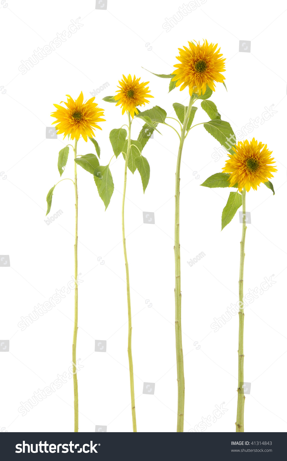 Isolated Long Stem Sunflower Stock Photo 41314843 : Shutterstock