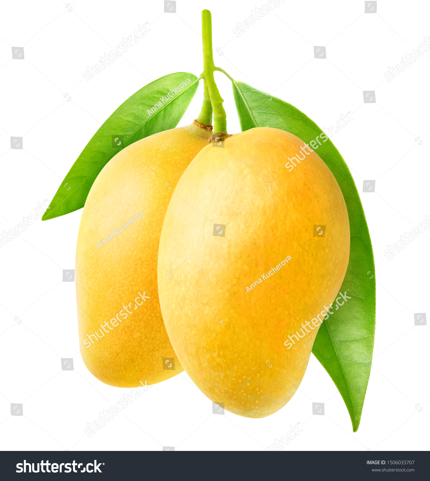 Isolated Mango Two Yellow Mango Fruit Stock Photo 1506033707 | Shutterstock