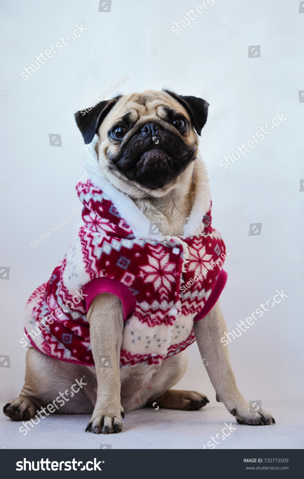 Isolated Pug in a Christmas suit Christmas time New Year Portrait od dog