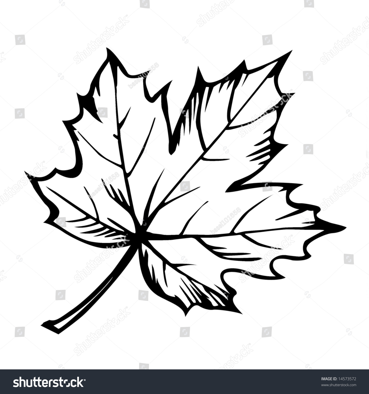 Isolated Silhouette Of The Maple Leaf On White Background Stock Photo ...