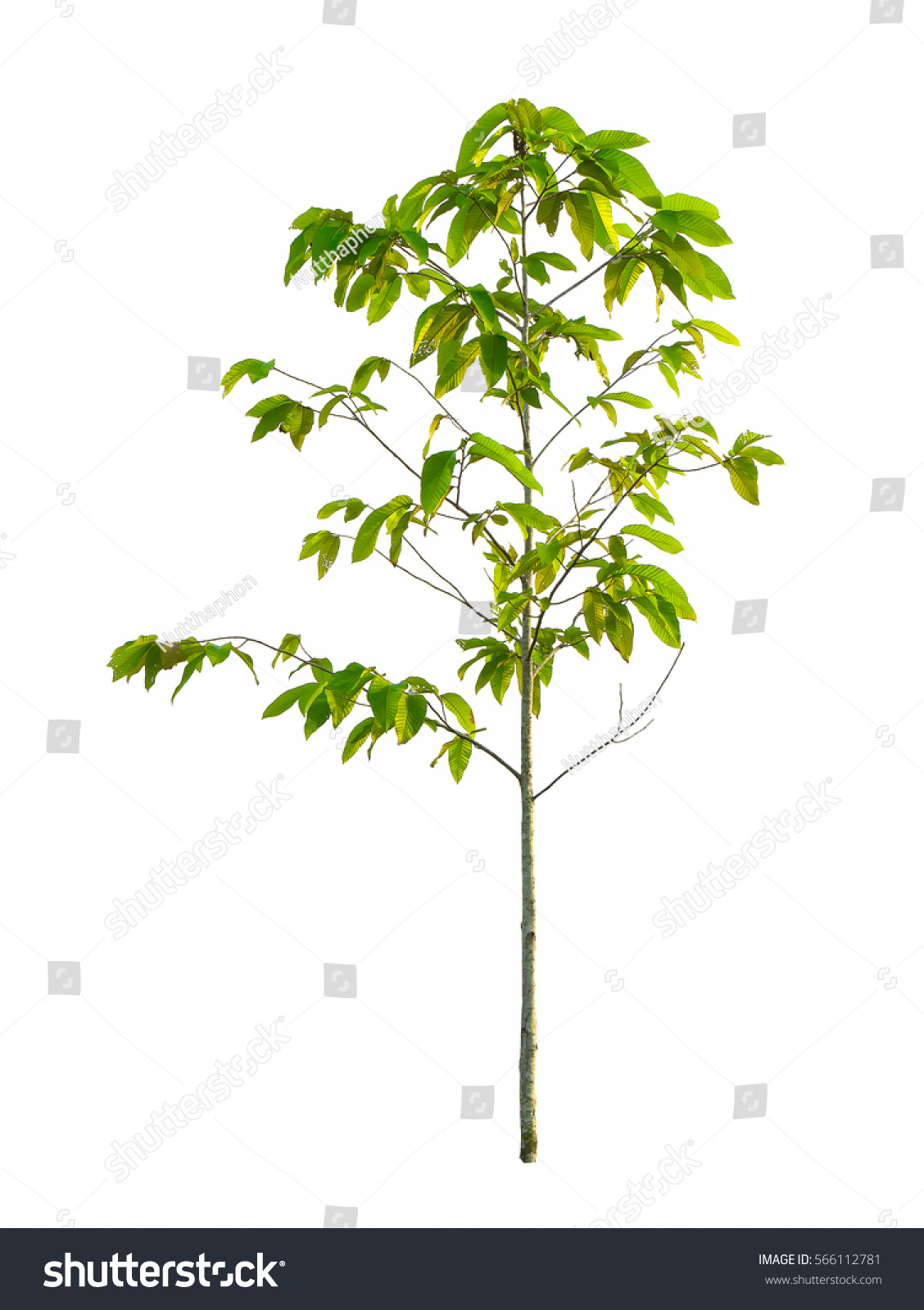 30,091 Small tree frames Images, Stock Photos & Vectors | Shutterstock