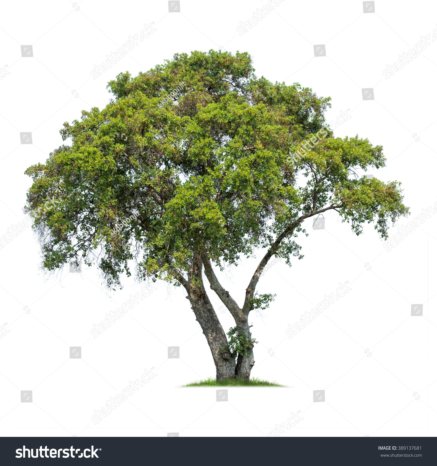 Isolated Tree On White Background Stock Photo 389137681 : Shutterstock