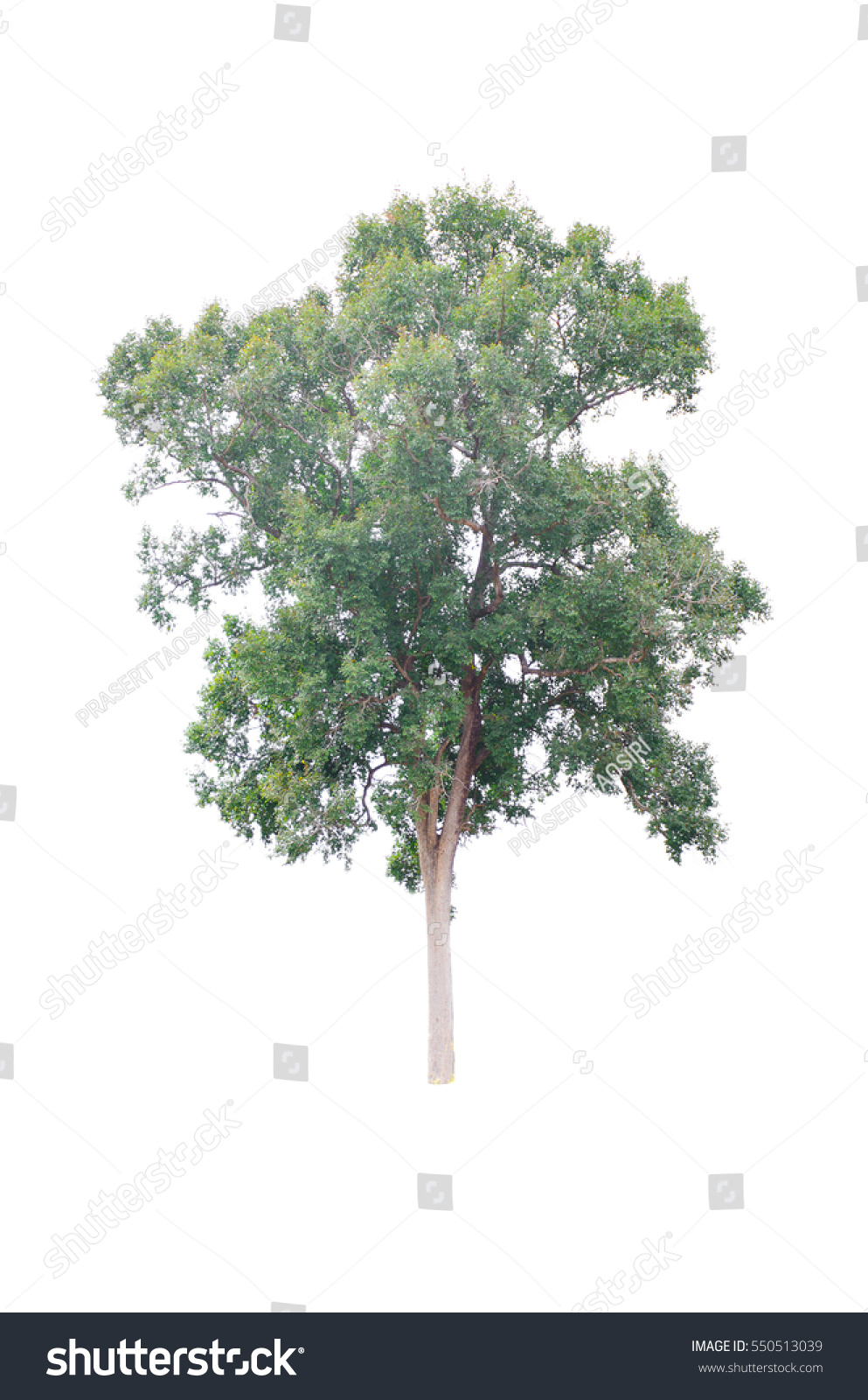 Isolated Trees On White Background Collection Stock Photo 550513039