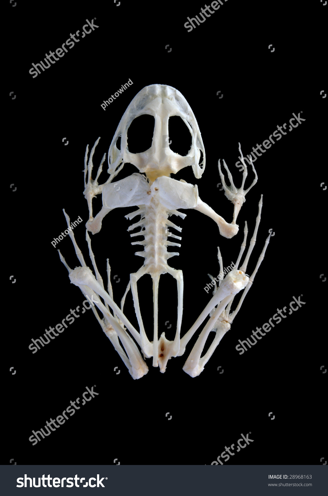 Isolated True Rana Frog (Rana Ridibunda) Skeleton On Black Background ...