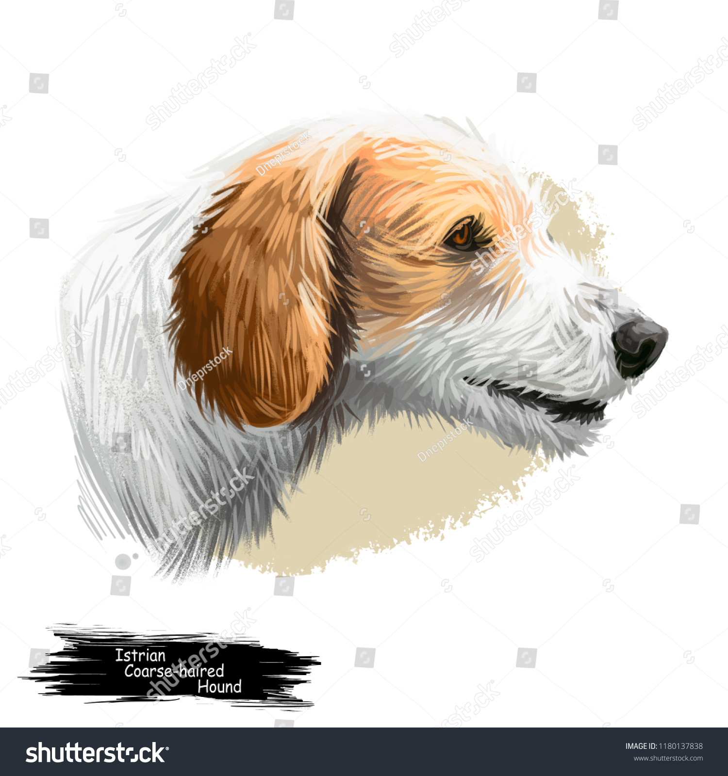 Istrian Coarsehaired Hound Istrian Roughcoated Hound Stock Illustration 1180137838