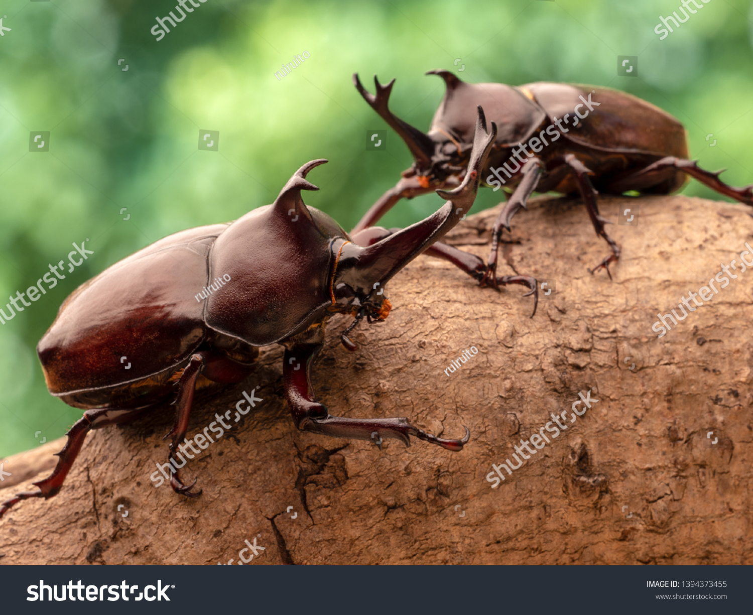 Japanese rhinoceros beetle Images, Stock Photos & Vectors | Shutterstock