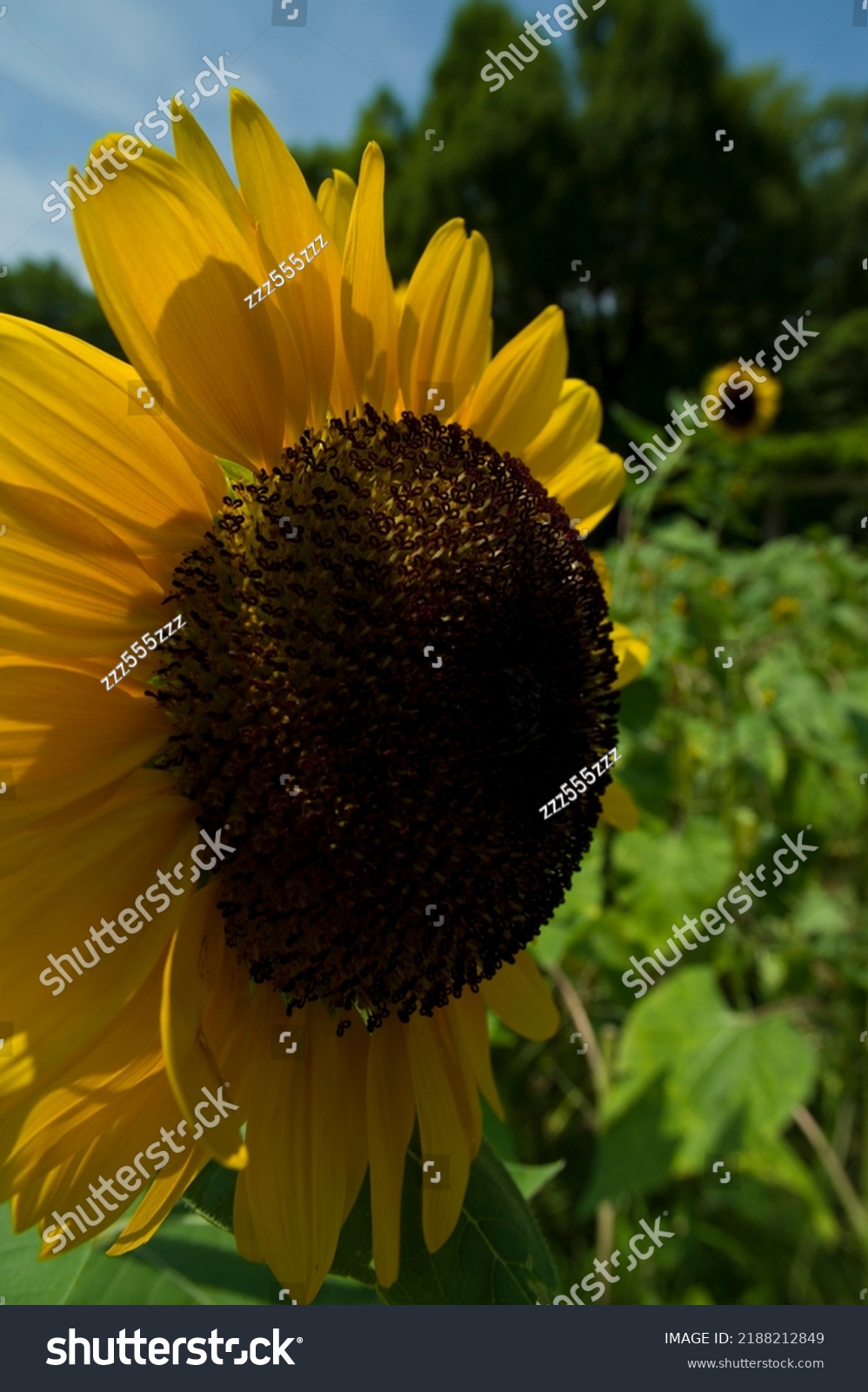 Name These Flowers Wavyleaf Sealavenderstaticelimonium Scientific写真素材 Shutterstock