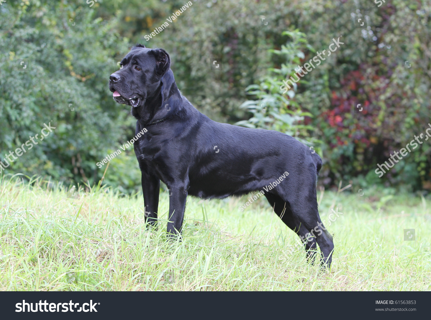 Italian Cane Corso Stock Photo Edit Now 61563853 Shutterstock