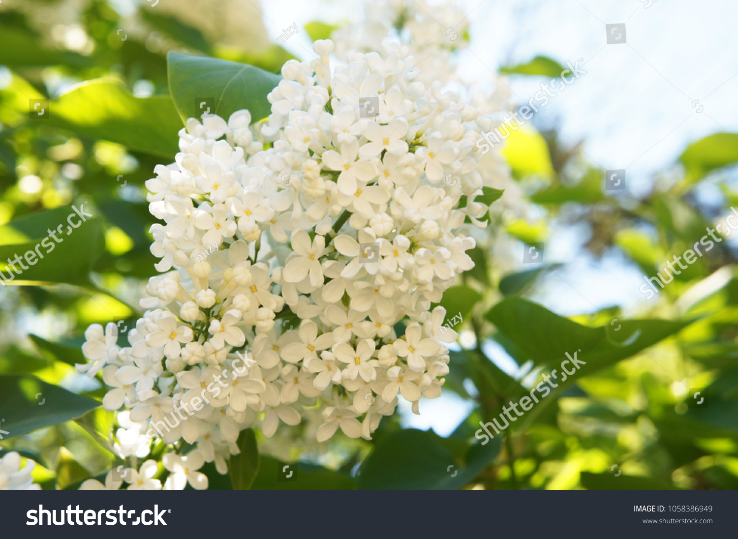 5 Ivory Silk Lilac Tree Images, Stock Photos & Vectors 