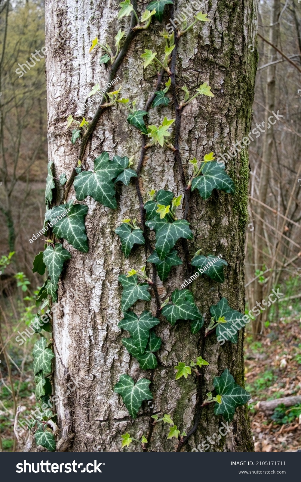 Ivy Climbing Plant Par Excellence Very Stock Photo 2105171711 ...