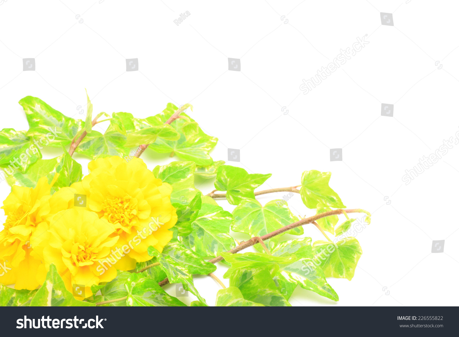 Ivy Marigold Stock Photo 226555822 Shutterstock   Stock Photo Ivy And Marigold 226555822 