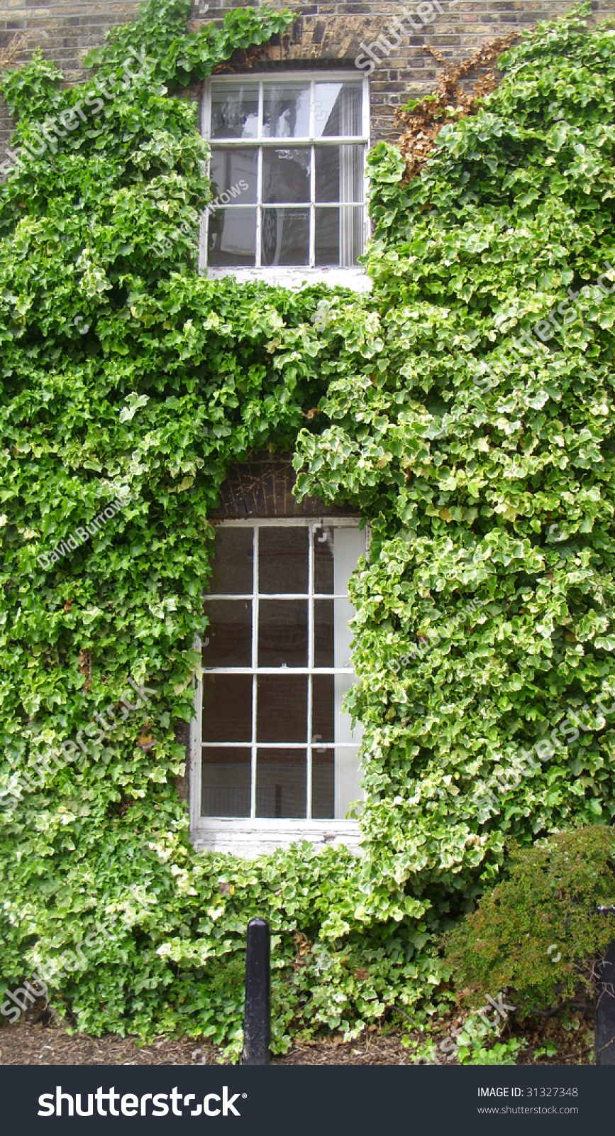 Ivy Covered Windows. Stock Photo 31327348 : Shutterstock