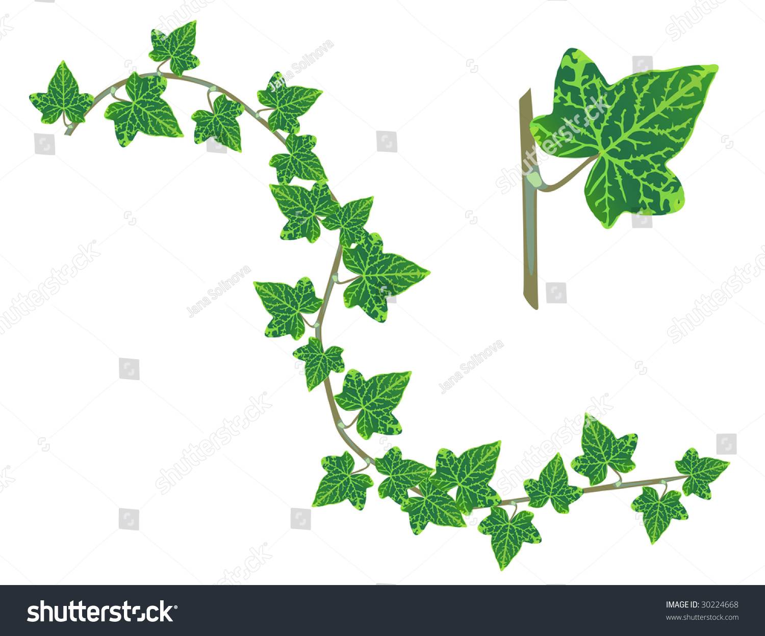 Ivy Design Elements Isolated On White のイラスト素材