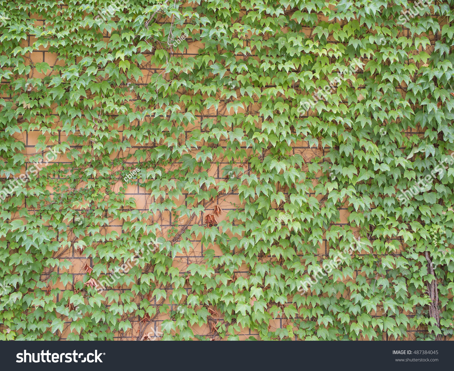 Ivy, Hedera Helix, On A Pale Brick Wall Stock Photo 487384045 ...