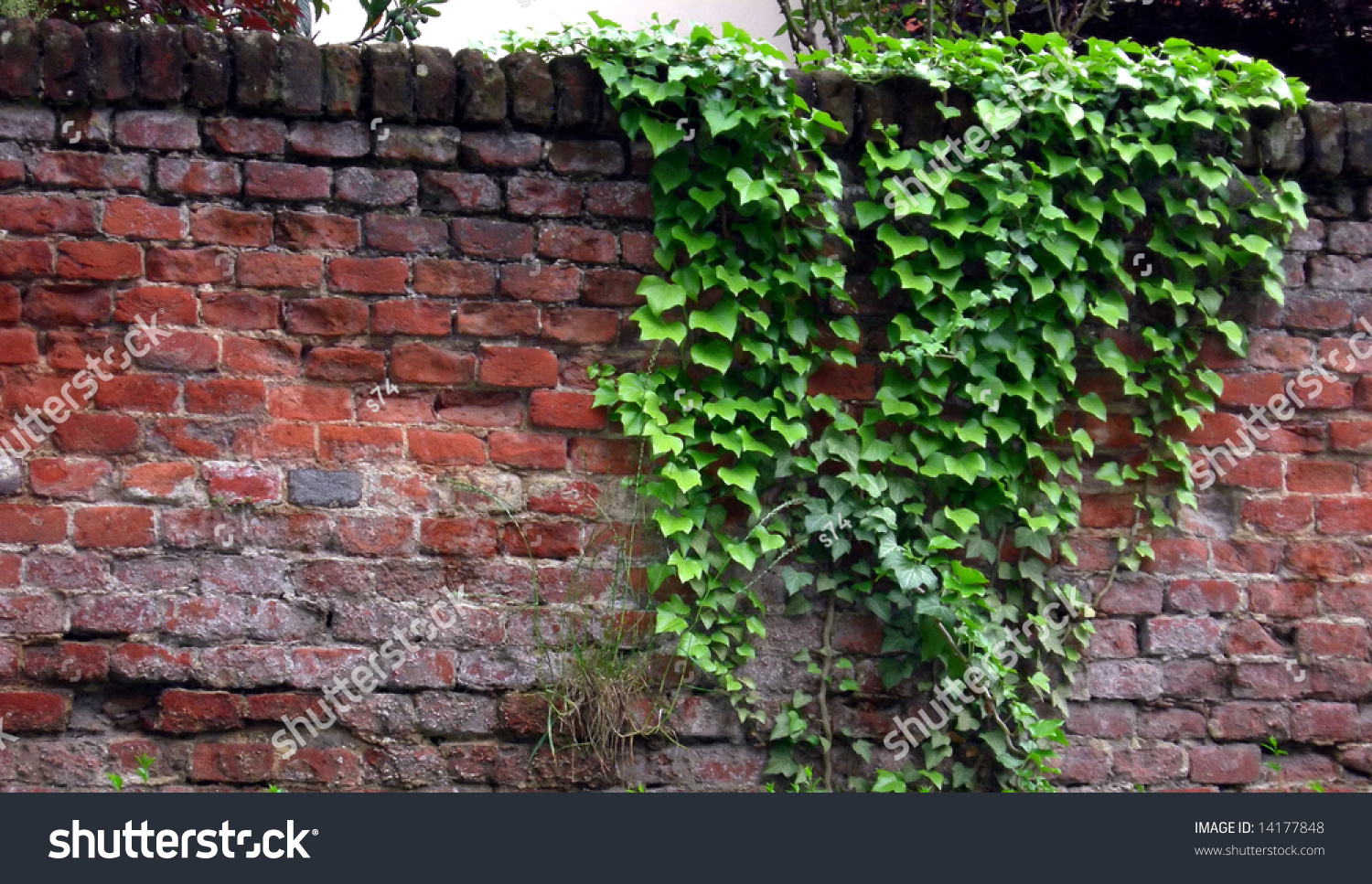 Ivy On An Old Brick Wall Stock Photo 14177848 : Shutterstock