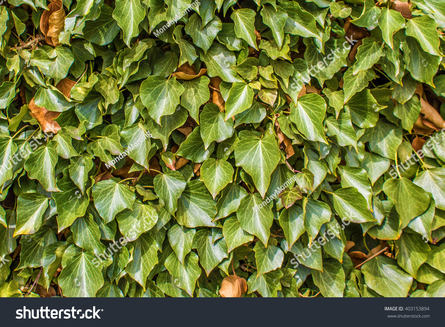 Ivy Wall Texture Stock Photo (Edit Now) 403153894