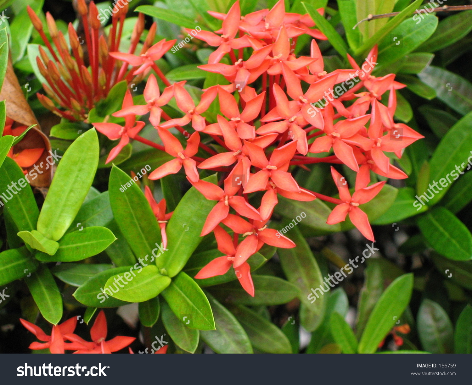 Ixora Tropical Shrub Orange Flowers Stock Photo 156759 - Shutterstock