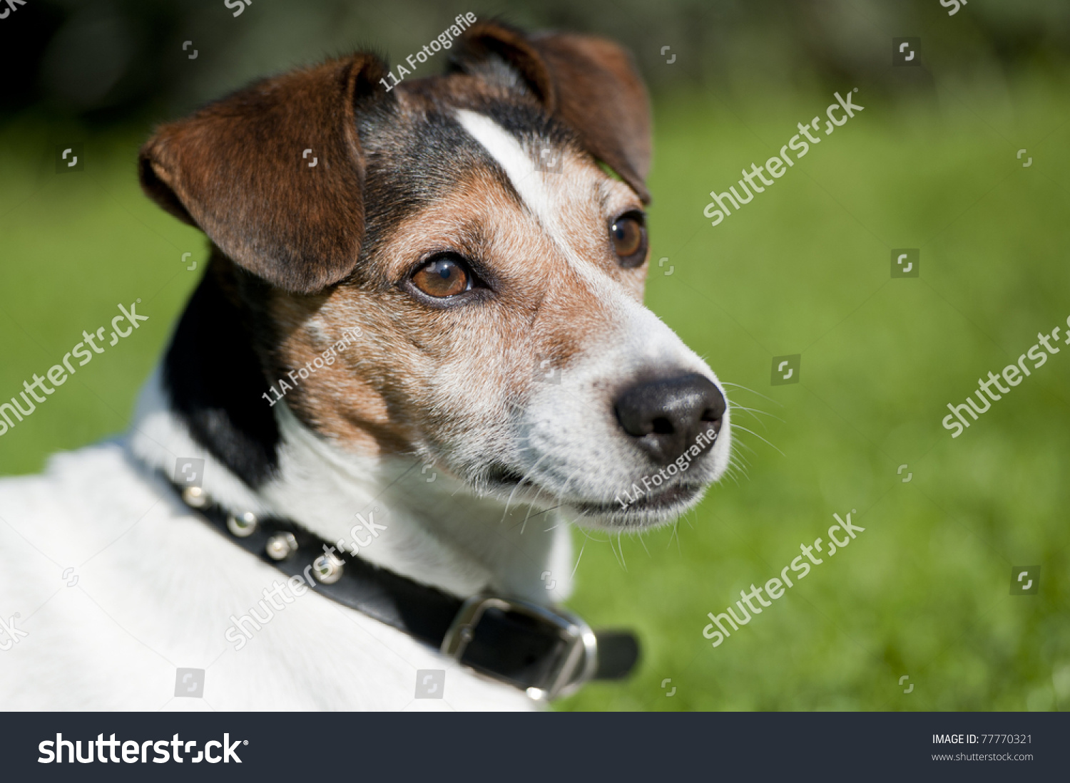 Jack Russel Dog In The Grass And Looking To The Right. Dog Is White ...