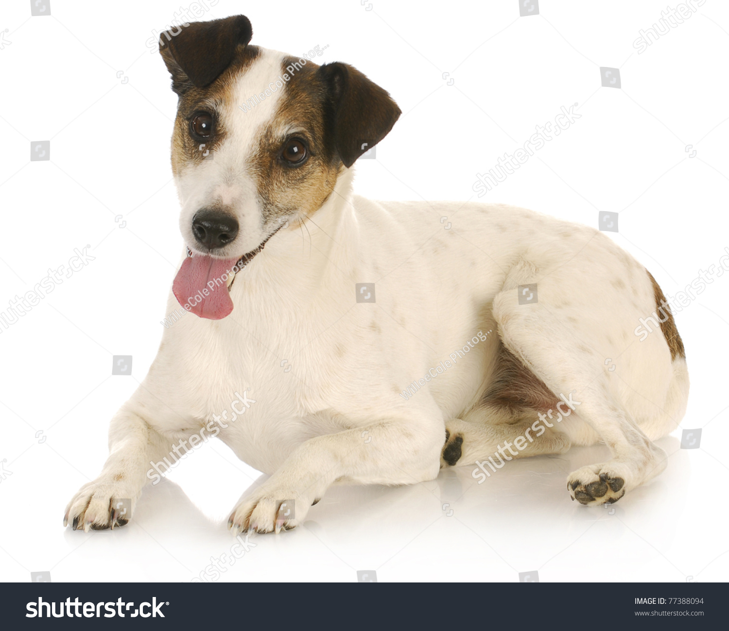 Jack Russel Terrier Laying Down Looking At Viewer Stock Photo 77388094 ...