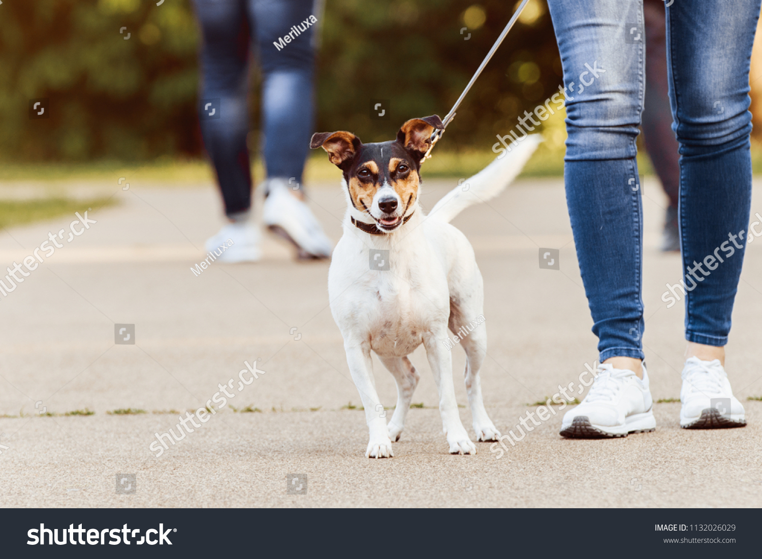 Jack Russel Terrier Running Near Her People Stock Image 1132026029