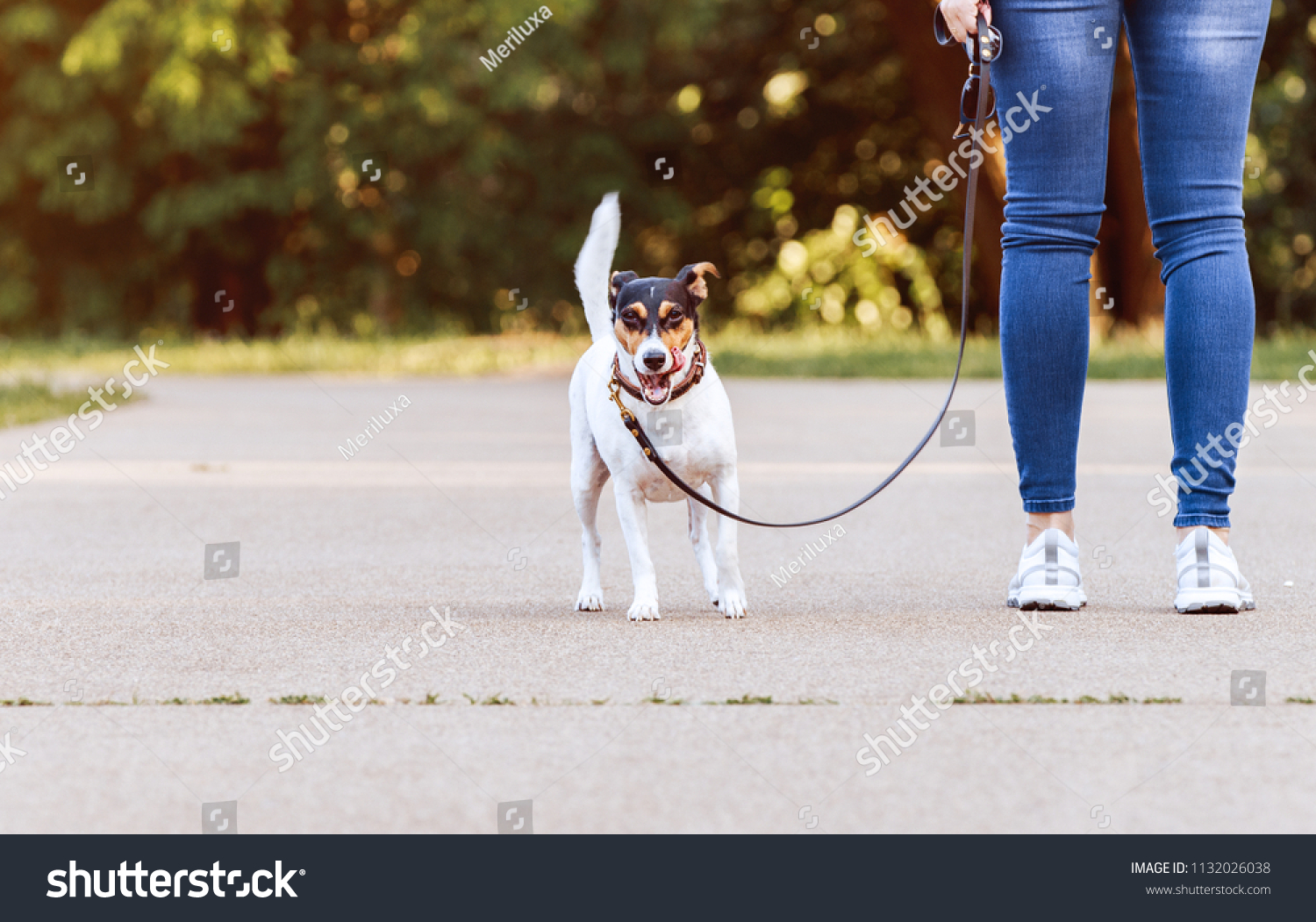 Jack Russel Terrier Running Near Her People Stock Image 1132026038
