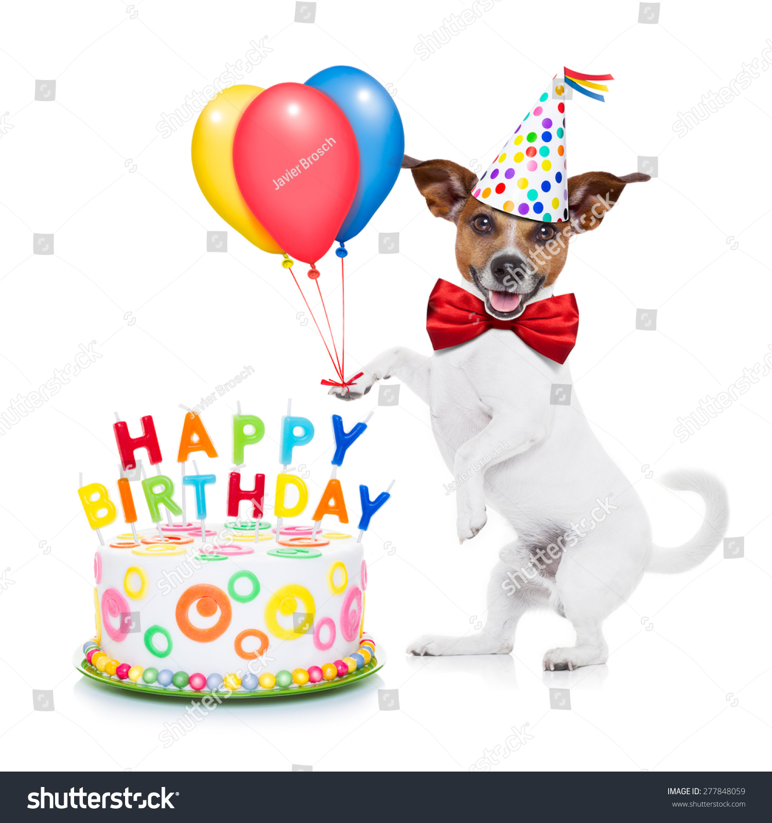 Jack Russell Dog Surprise Happy Birthday Stock Photo 277848059 ...