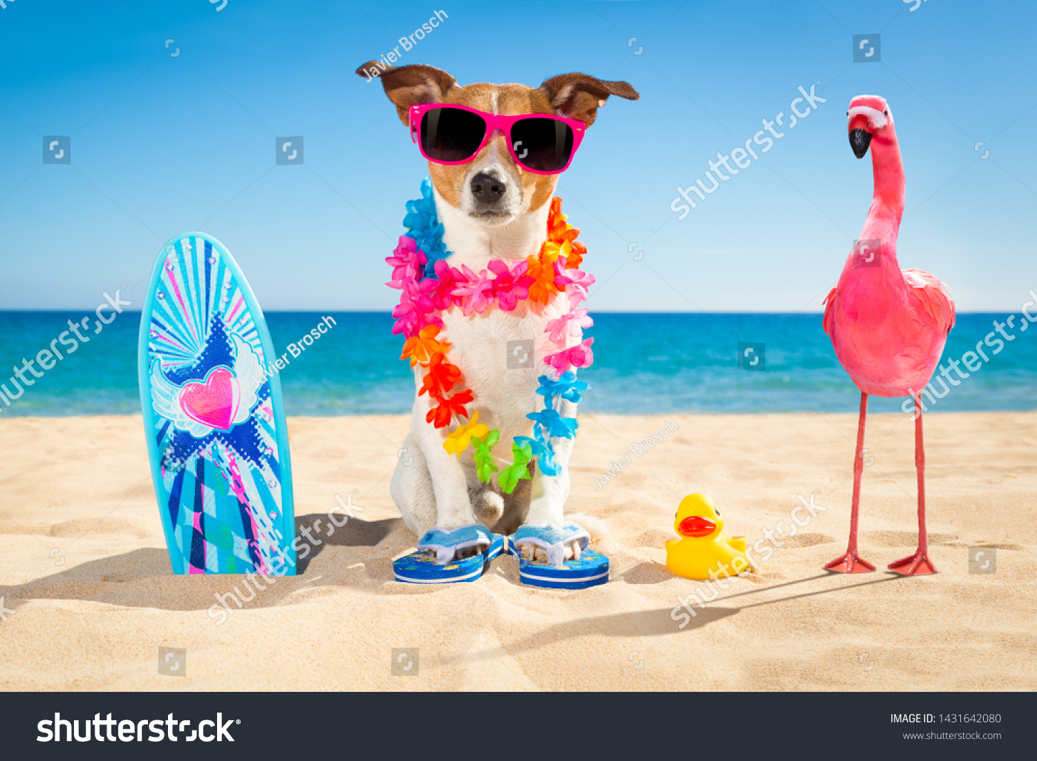 Jack Russell Dog Beach Surfboard Wearing Stock Photo 1431642080 ...