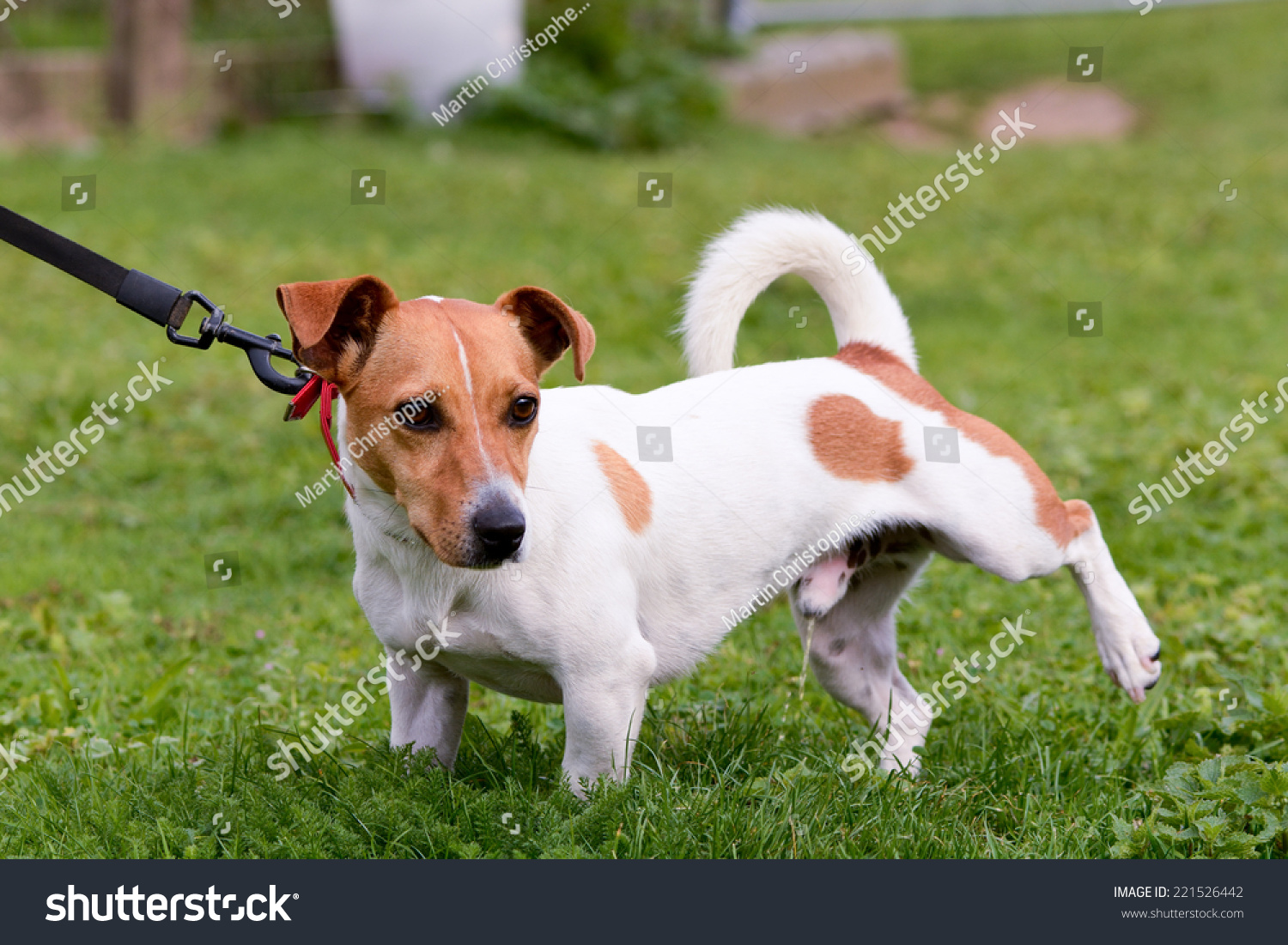 Jack Russell Dog Cocking Leg And Peeing Stock Photo 221526442 ...