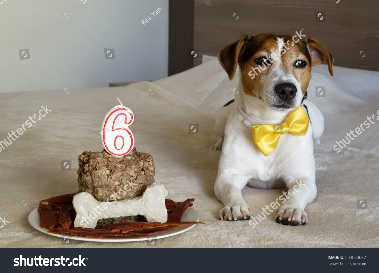jack russell birthday cake